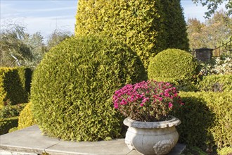 Cottage garden with topiary, hedges, trimmed bushes. Modern landscape design