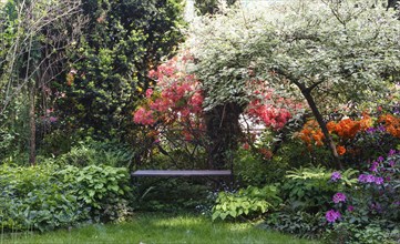 Decorative trees. shrubs and flowers in the garden: spruce, arborvitae, pine, fir, juniper,