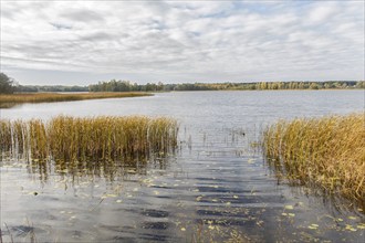 Beautiful lake with ornamental grasses and cloudy sky in autumn. Natural landscape