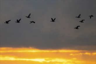 Flying white-fronted geese at sunrise