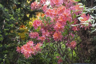 Decorative trees. shrubs and flowers in the garden: rhododendron, ferns, orchids. Beautiful