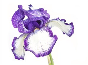 Beautiful multicolored iris flower isolated in white. Close up