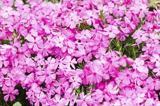 Beautiful pink phlox flower bloom in the garden. Close up, fragility and summer concept