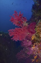 Violescent sea-whip (Paramuricea clavata), dive site peninsula Giens near Hyères, Mediterranean