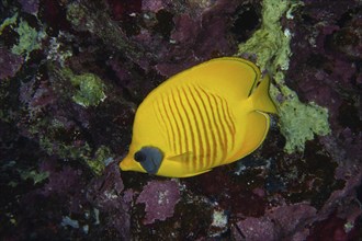 Bluecheek butterflyfish (Chaetodon semilarvatus), dive site House Reef, Mangrove Bay, El Quesir,