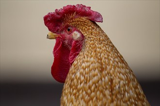 Close-up of a cockerel