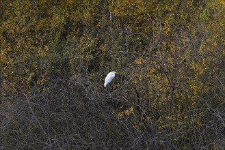 Great egret (Ardea alba) lingering on a branch on the shore of the Steinhuder Meer, Steinhuder