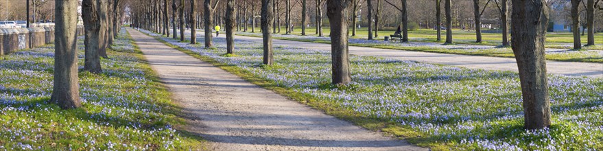 Scilla blossom in the Georgengarten in Hanover, landscape, panorama, people as accessories,