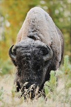 American bison (Bos bison, Bison bison), male, Yellowstone National Park, Wyoming, USA, North