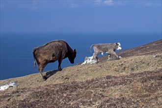 Cow, calf, sea, Dursey Island, Beara Peninsula, County Cork, Republic of Ireland, April 1996,