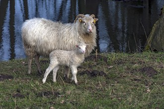 Moor cuckoo (Ovis aries) with its lamb by the water, Mecklenburg-Western Pomerania, Germany, Europe