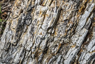 Detailed view of the textured surface of a fossilised tree trunk, Petrified Forest, Lefkimis,