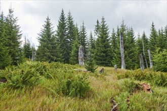 Vegetation with Norway spruce (Picea abies), colored European blueberry (Vaccinium myrtillus) and