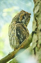 Long-eared owl (Asio otus) sitting in a branch, Bavaria, Germany, Europe