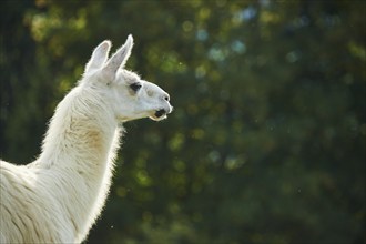 Llama (Lama glama), portrait, Tirol, Kitzbühel, Wildpark Aurach, Austria, Europe