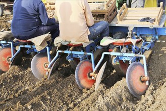 Agriculture potato cultivation and potato plants (Ludwigshafen, Rhineland-Palatinate)