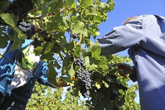 Grape grape harvest: Hand-picking Pinot Noir grapes in a vineyard in the Palatinate