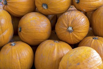 Pumpkins at a weekly market market, full-size, Rhineland-Palatinate, Germany, Europe