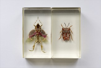 Close up of exotic insects in clear resin blocks