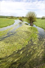 River Till seasonal chalk stream known as a winterbourne, Winterbourne Stoke, Wiltshire, England,