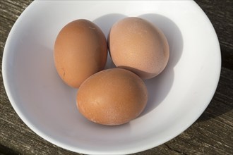 Three brown fresh free range hen eggs in white porcelain bowl