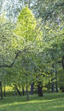 Blooming apple trees in spring park