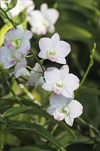 White orchid flowers with green background in the botanical garden in Singapore