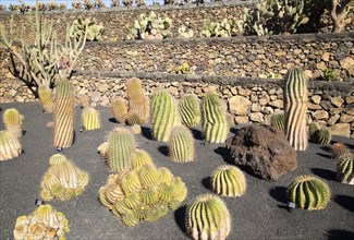 Cactus plants inside Jardin de Cactus designed by César Manrique, Guatiza, Lanzarote, Canary