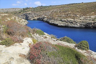 Limestone barrique vegetation Mgarr ix-Xini coastal inlet, island of Gozo, Malta, Europe