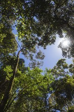 The sun breaks through the branches in the jungle.Malaysia