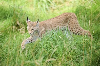 Eurasian lynx (Lynx lynx) walking through the grass, Bavaria, Germany, Europe