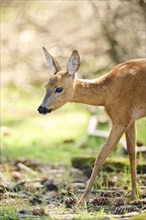 Roe deer (Capreolus capreolus) walking on a meadow next to the forest, Bavaria, Germany, Europe