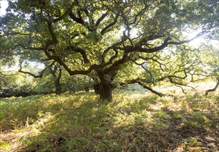 Ancient broad leaf oak woodland once a medieval deer park, The Thicks, Staverton forest, Suffolk,