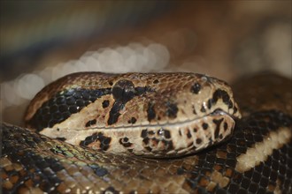 Common northern boa (Boa constrictor imperator), captive, occurring in Central and South America