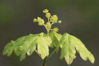 Field maple (Acer campestre), leaves and flowers in spring, North Rhine-Westphalia, Germany, Europe