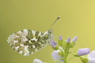 Orange tip (Anthocharis cardamines), male on inflorescence of cuckoo flower (Cardamine pratensis),