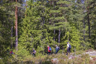 Hikers on a trail in a coniferous forest at summer