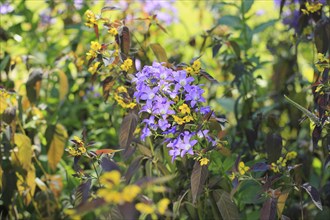 Bellflower (Campanula) and bronze field fenugreek (Lysimachia ciliata 'Firecracker'), North