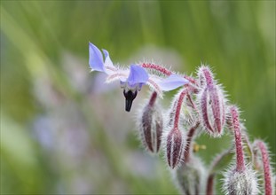 Borage (Borago officinalis), flowers and buds, North Rhine-Westphalia, Germany, Europe