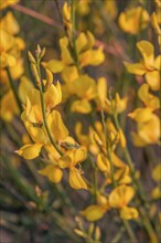 Common broom (Cytisus scoparius), Tuscany, Italy, Europe