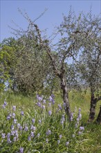 Irises in front of olive trees, Tuscany, Italy, Europe