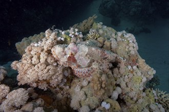 Well camouflaged tassled scorpionfish (Scorpaenopsis barbata), dive site Marsa Shona Reef, Egypt,