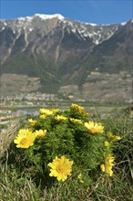 Pheasant's eye (Adonis vernalis), Charrat, Valais, Switzerland, Europe