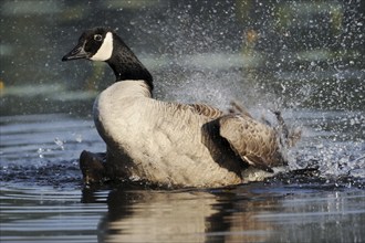 Canada goose (Branta canadensis) bathing, North Rhine-Westphalia, Germany, Europe