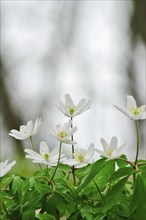 Wood anemone (Anemone nemorosa), Germany, Europe