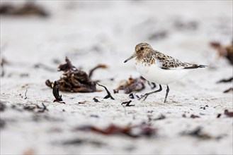 Little stint (Calidris minuta), adult bird walking on the beach, Varanger, Finnmark, Norway, Europe