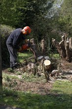 Man using chainsaw to cut down tree stump