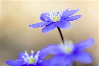 Three-lobed liverwort (Hepatica nobilis), Ranunculaceae, Fridingen, Upper Danube nature park Park,