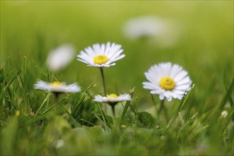 Common daisy (Bellis perennis), Germany, Europe