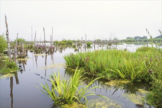 Wetland landscape view with old tree trunks and flowering purple loosestrife (Lythrum salicaria)